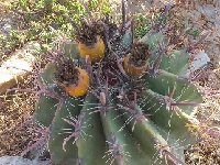 Ferocactus peninsulae ssp vizcainensis MCA IMG-20200611-WA0002.jpg